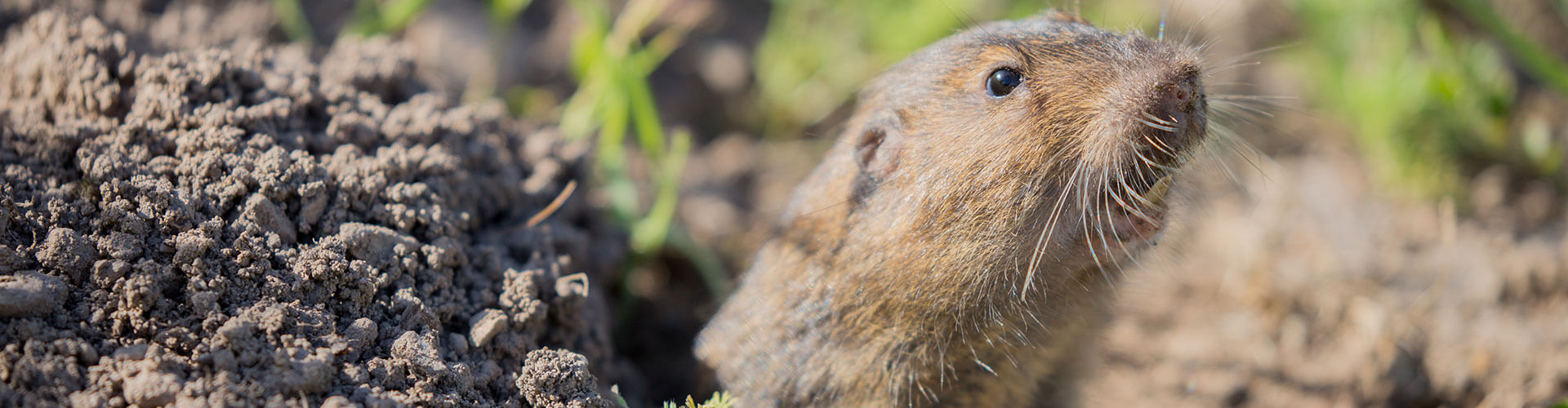 Pocket Gophers: Ruining the Landscape - My AIPM