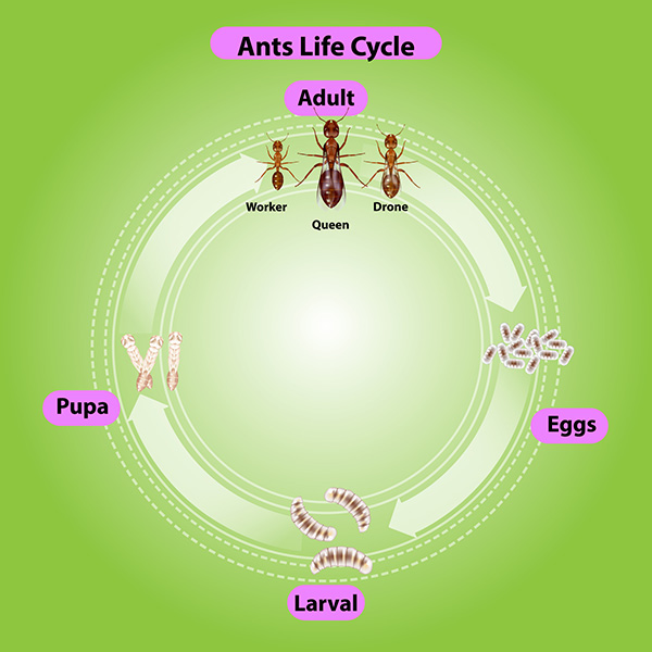 Ant life cycle