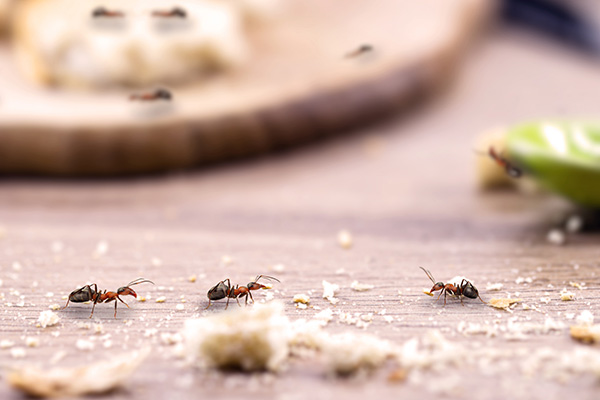 common ant on the kitchen table, close to food, need for pest control