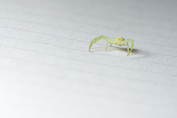 Yellow Sac Spider
