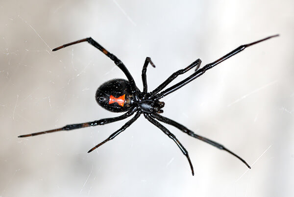 black widow spider life cycle