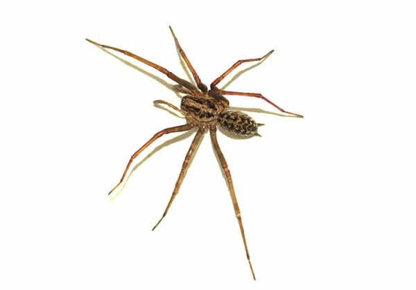 American House Spider