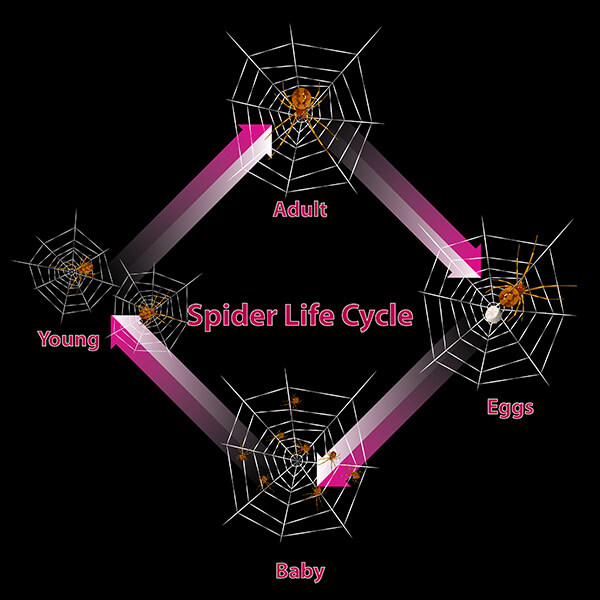 Spider life cycle from eggs, to babies, to young and finally adults.