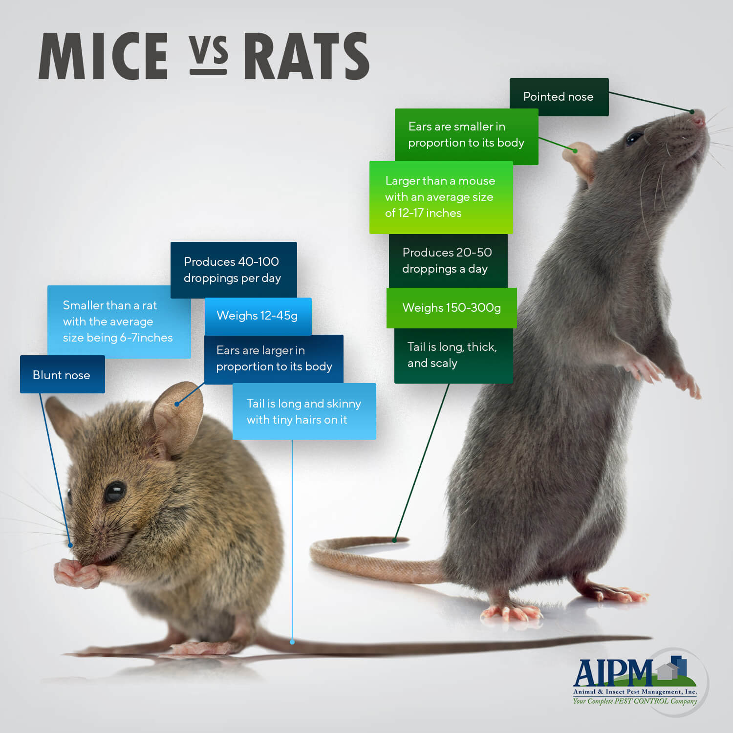 Mice and rats comparison