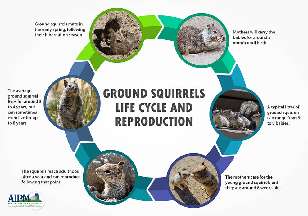 Ground squirrel life cycle