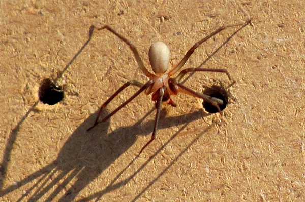 Brown Recluse Spider