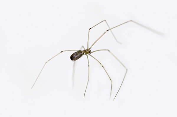 Cellar Spider