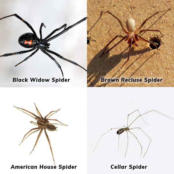 Black Widow Spider, Brown Recluse Spider, American House Spider and Cellar Spider