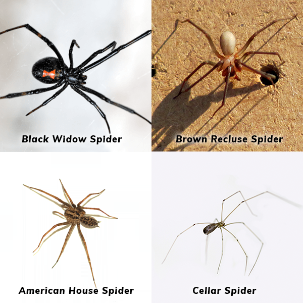 brown recluse spider identification