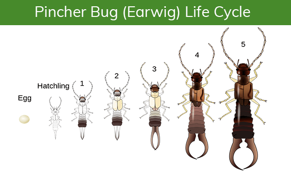 pincher bugs in different stages of life shown in order