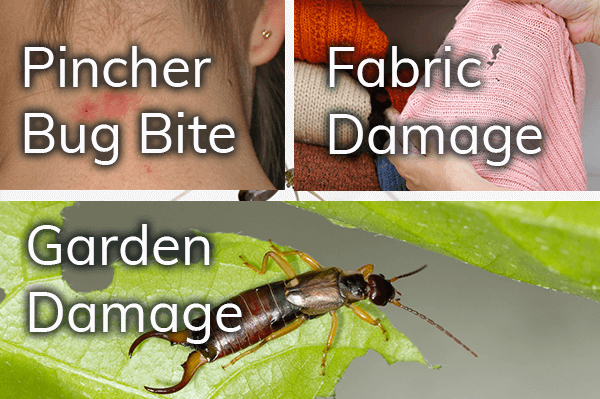examples of pincher bug bite, fabric damage and garden damage
