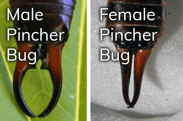 difference of pincher bug's tail end between male and female
