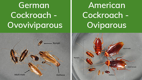 life cycle of two species of cockroaches, the oviviparous german cockroach and the oviparous american cockroach