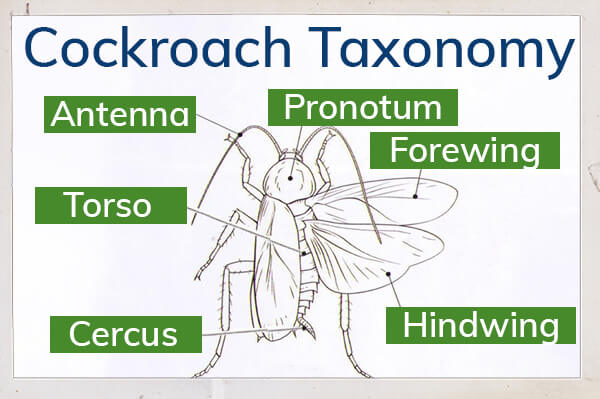 cockroach taxonomy showing antenna, torso, cercus, pronotum, forewing and hindwing