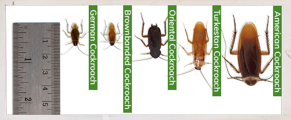 different types of cockroach that can be found in california: german, brownbanded, oriental, turkestan and american cockroaches