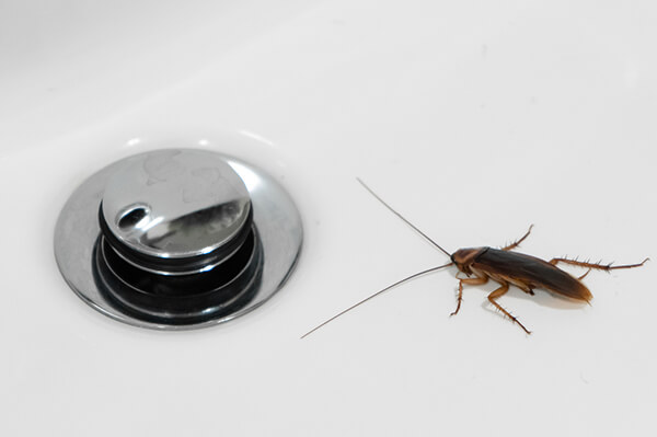 cockroach near a sink drain