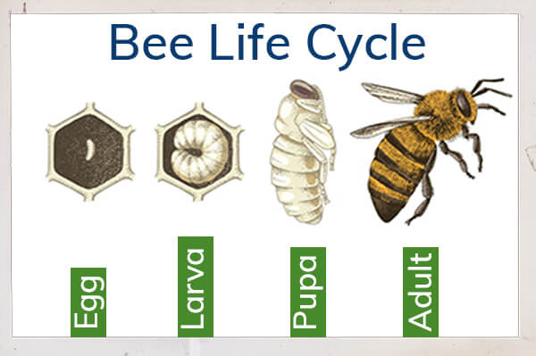 life cycle of bees: egg, larva, pupa and adult