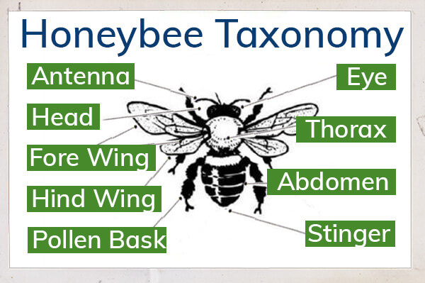 Parts of a honeybee: antenna, head, fore wing, hind wing, pollen bask, eye, thorax, abdomen and stinger