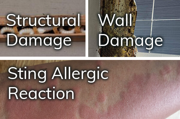 bees can cause structural damage, wall damage and sting allergic reactions
