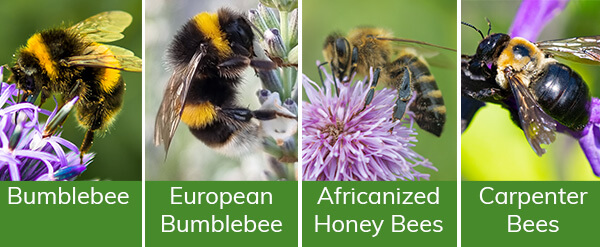 four different types of bees: bumblebees, european bumblebees, africanized honeybees and carpenter bees