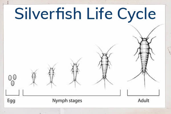 silverfish life cycle: egg, several nymph stages and finally, adult