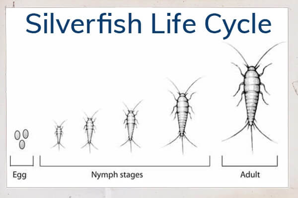 Silverfish - My AIPM