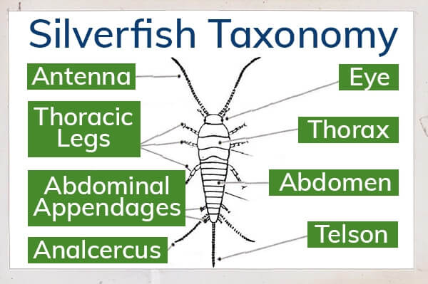 parts of a silverfish: antenna, thoracic legs, abdominal appendages, analcercus, eye, thorax, abdomen and telson