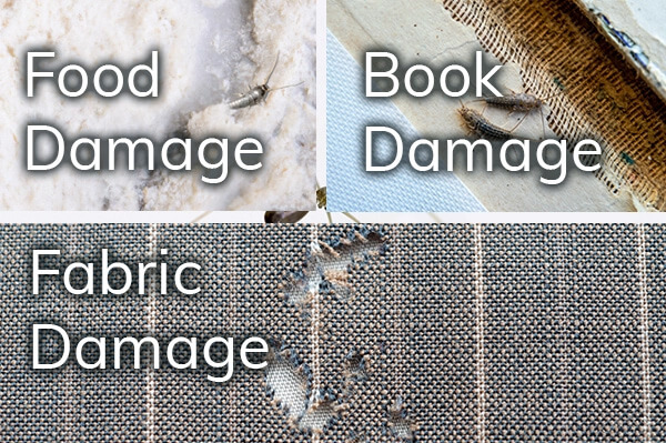 silverfish can cause food damage, book damage and fabric damage