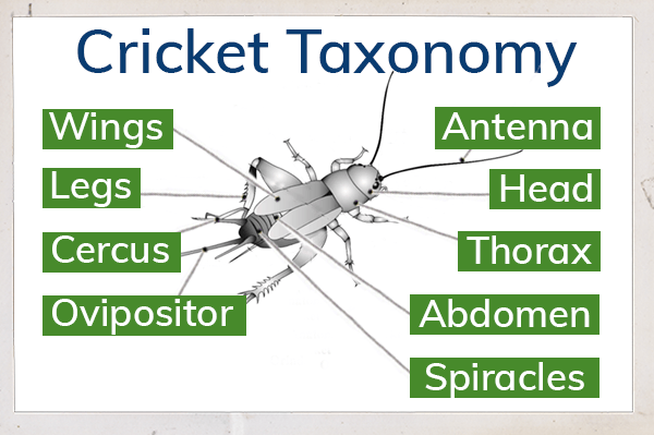 cricket taxonomy showing various parts: wings, legs, cercus, ovipositor, antenna, head, thorax, abdomen, spiracles