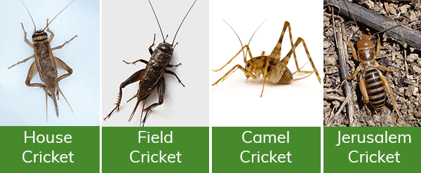 graphic showing different kinds of crickets: house cricket, field cricket, camel cricket and jerusalem cricket