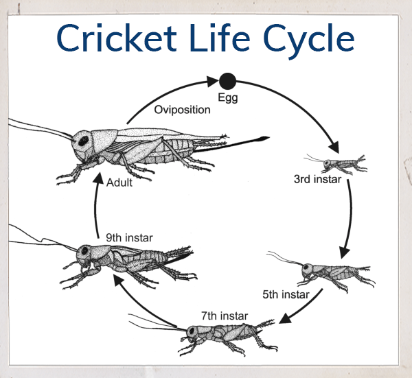 cricket life cycle: egg, 3rd instar, 5th isntar, 7th instar, 9th instar, adult and oviposition