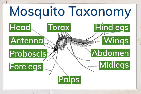 mosquito taxonomy: head, antenna, proboscis, forelegs, torax, hindlegs, wings, abdomen, midlegs, palps.