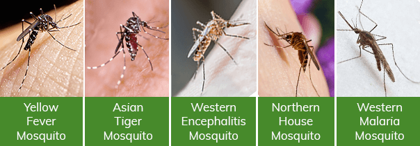Some types of mosquitoes in California: yellow fever, asian tiger, western encephalitis, northern house and western malaria.